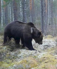 Tämäkin kaveri on liikkeellä seutukunnan metsissä.