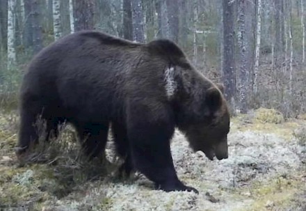 Tämäkin kaveri on liikkeellä seutukunnan metsissä.