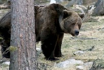 Karhun kannanhoidollinen metsästys tulee toteuttaa kiintiöjahtina koko maassa ensi syksynä, katsoo Metsästäjäliitto. Metsästäjäliitto