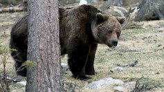 Karhun kannanhoidollinen metsästys tulee toteuttaa kiintiöjahtina koko maassa ensi syksynä, katsoo Metsästäjäliitto. Metsästäjäliitto