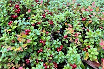Näin komeita puolukoita löytyi Ikaalisten takamailta.