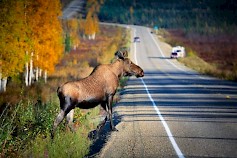 Riistakolareiden vakavimmat henkilövahingot sattuvat useimmiten hirvikolareissa.