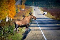 Riistakolareiden vakavimmat henkilövahingot sattuvat useimmiten hirvikolareissa.