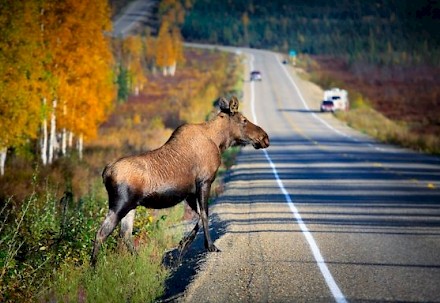 Riistakolareiden vakavimmat henkilövahingot sattuvat useimmiten hirvikolareissa.
